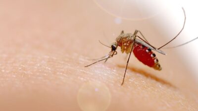 Chikungunya: Como identificar os sintomas e se proteger da doença