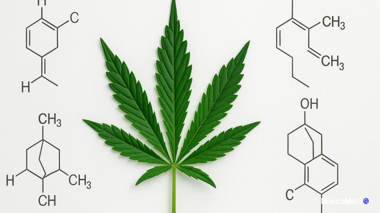 Terpenos na cannabis medicinal: o que são e benefícios